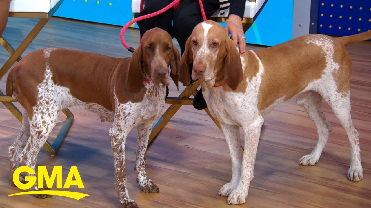 Bracco Italiano becomes 200th dog breed to join American Kennel Club l GMA