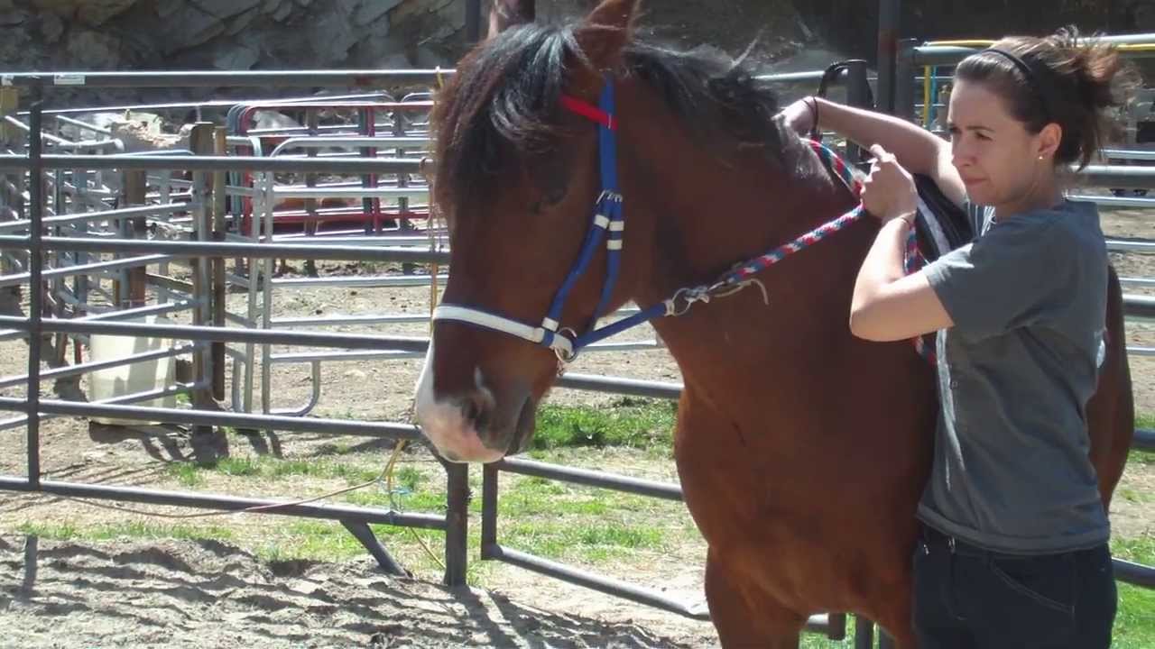 Teaching a horse to give to Dr. Cook's bitless bridle on the ground.