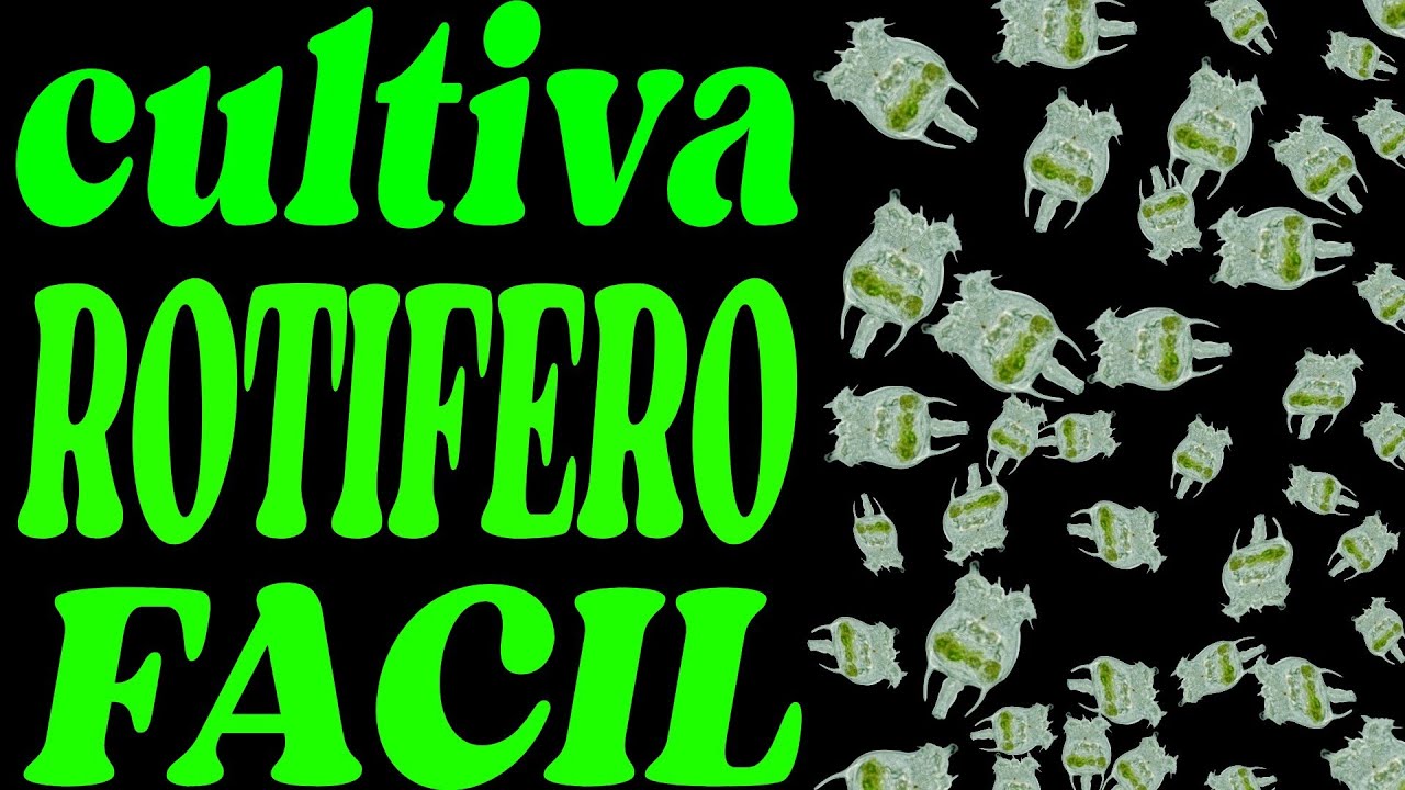 CULTIVA ROTIFERO FACIL