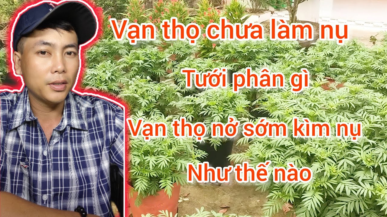 vạn thọ nở trễ, vạn thọ nở sớm, tưới phân, kìm nụ, huỳnh tinh vlog