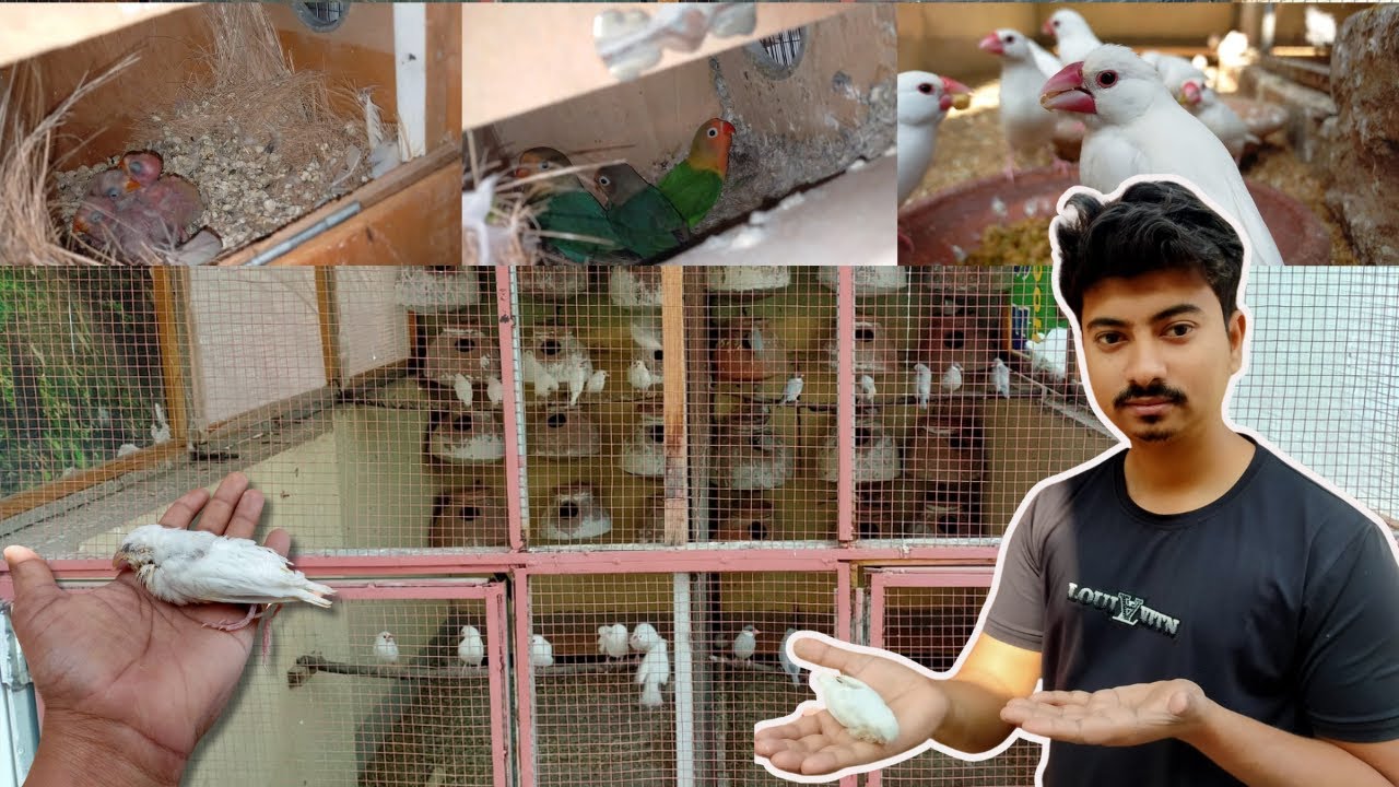 java sparrow breeding tips | Cockatiel birds breeding tips | breeding setup | Java finch | love bird