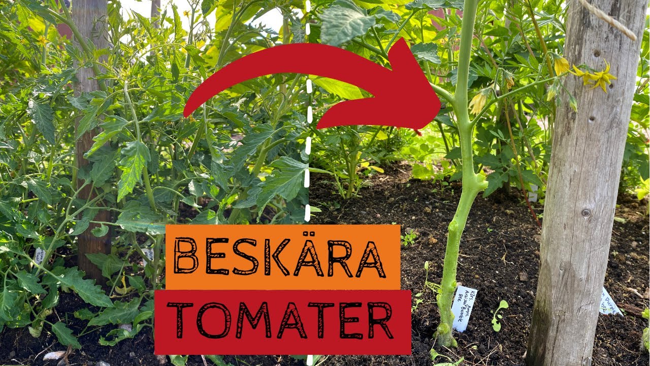 BESKÄR eller tjuvar tomater på friland - I år provar jag att odla många tomater på friland.