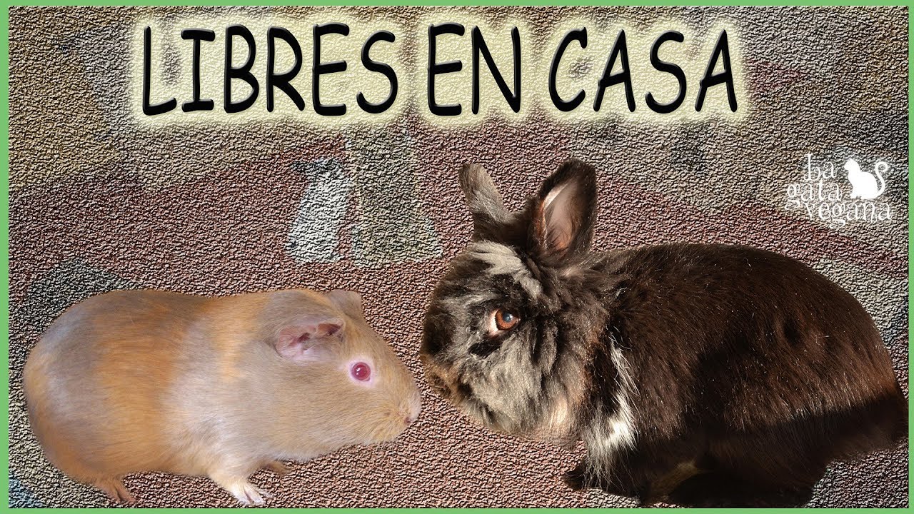 CÓMO TENER SUELTAS POR CASA COBAYAS, CONEJOS Y CHINCHILLAS | CONSEJOS DE SEGURIDAD Y LIMPIEZA