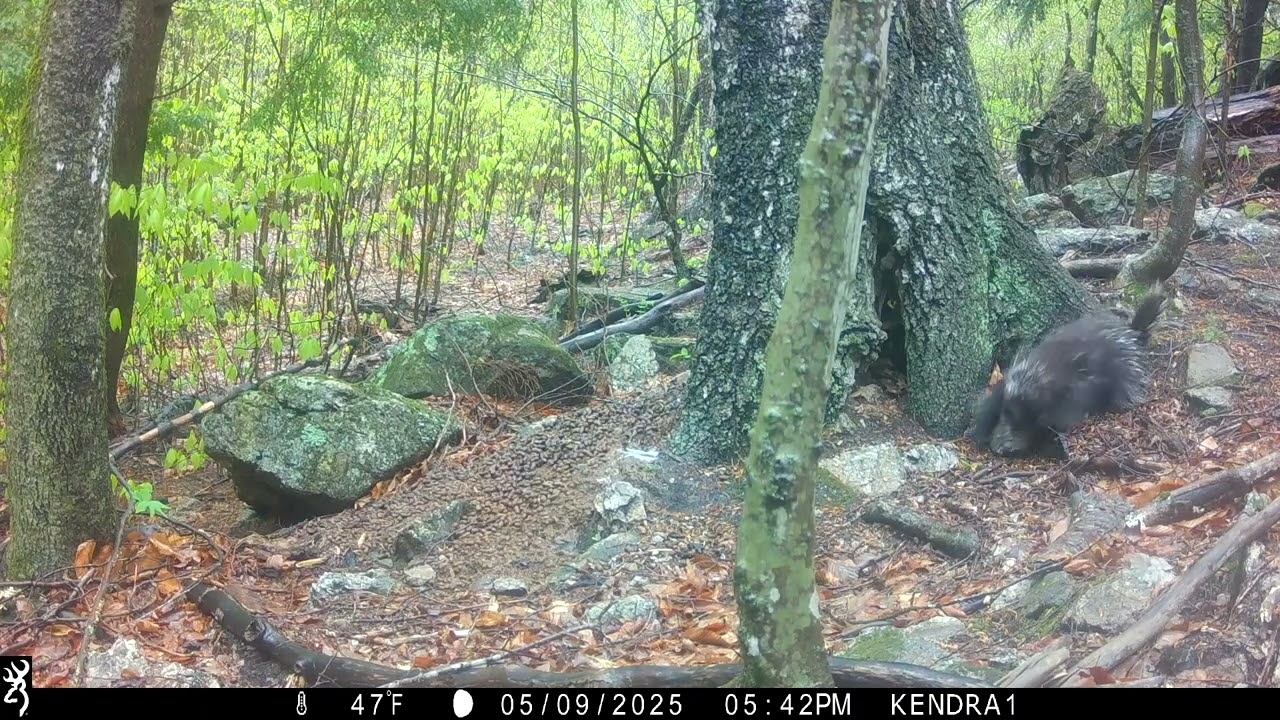 The life of a porcupine