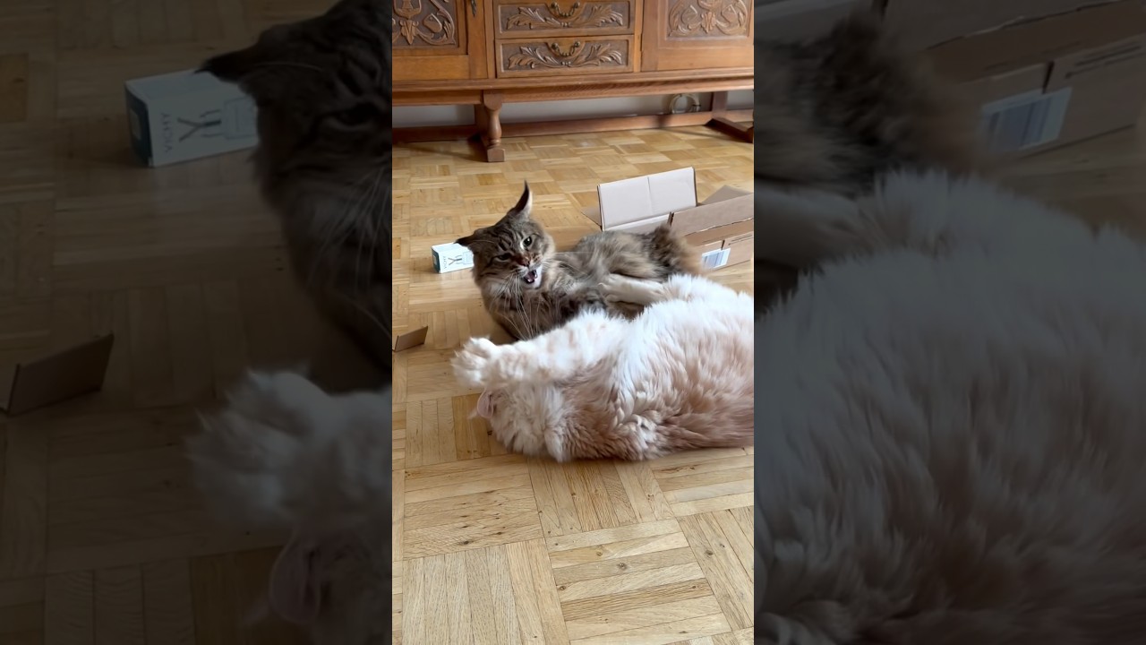 Fight for the box! The cats 😲#shorts #funnycats #catbattle #newfunnyvideos