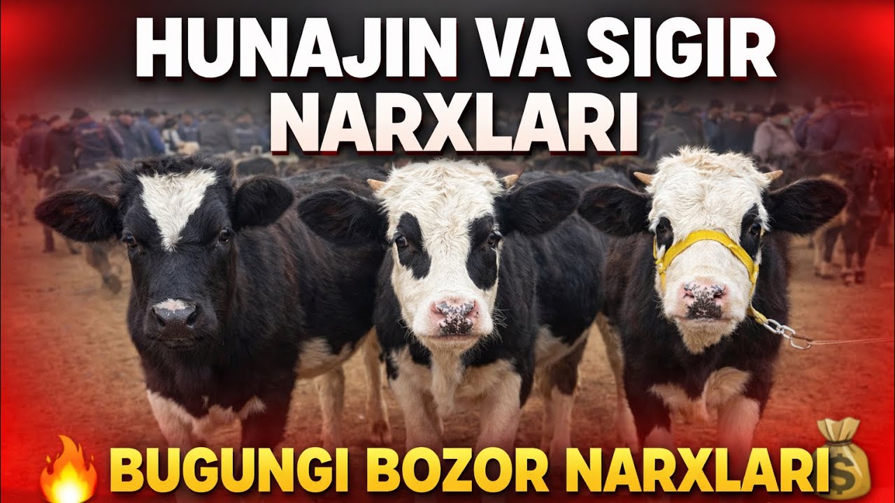 YOSH HUNAJIN VA SIGIRLAR NARXI BOGDOT BOZORI👍👍👍 12 02 2026✅✅✅