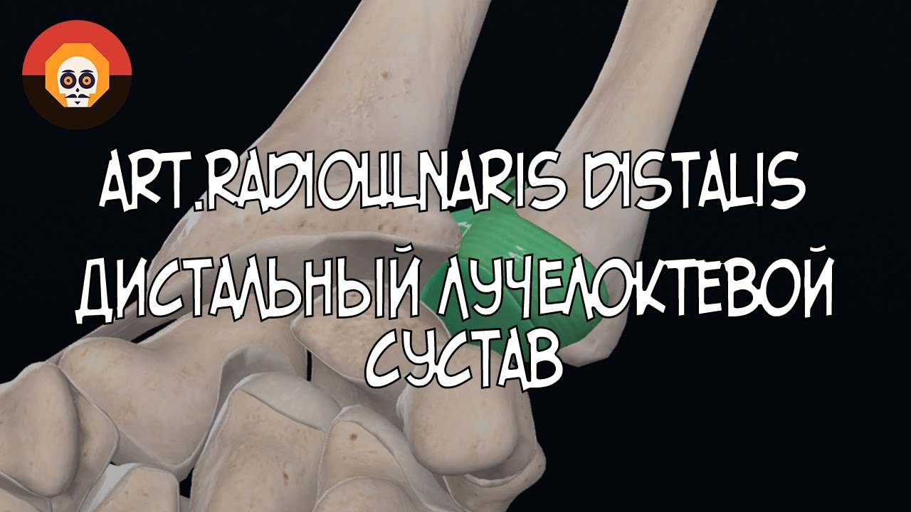 Дистальный лучелоктевой сустав (art.radioulnaris distalis) 3D Анатомия