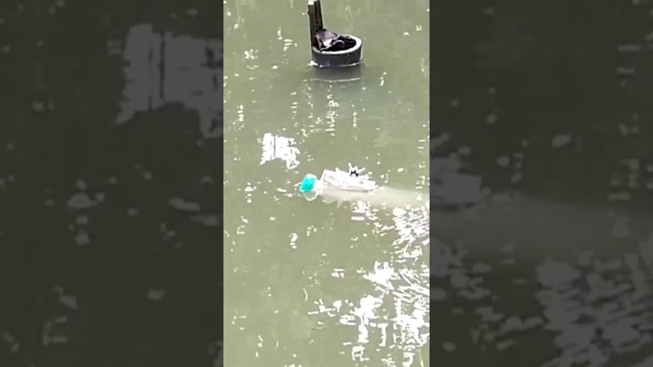 sampai bunyi seruduganya #shorts #mancing_ikan_belanak #pake_botol