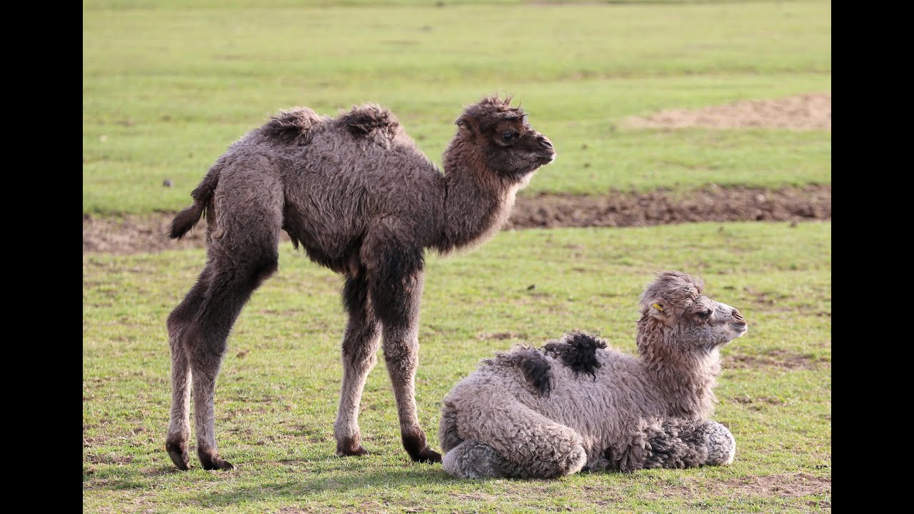 Baby camels become best friends!