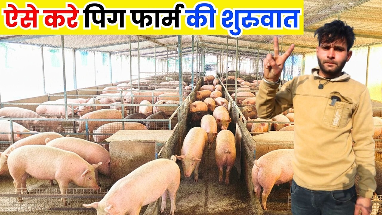 नौकरी से अच्छा पिग फार्मिंग से कमाता हूँ ll Pig Farm ll Pig Farming ll Pig Farm Business