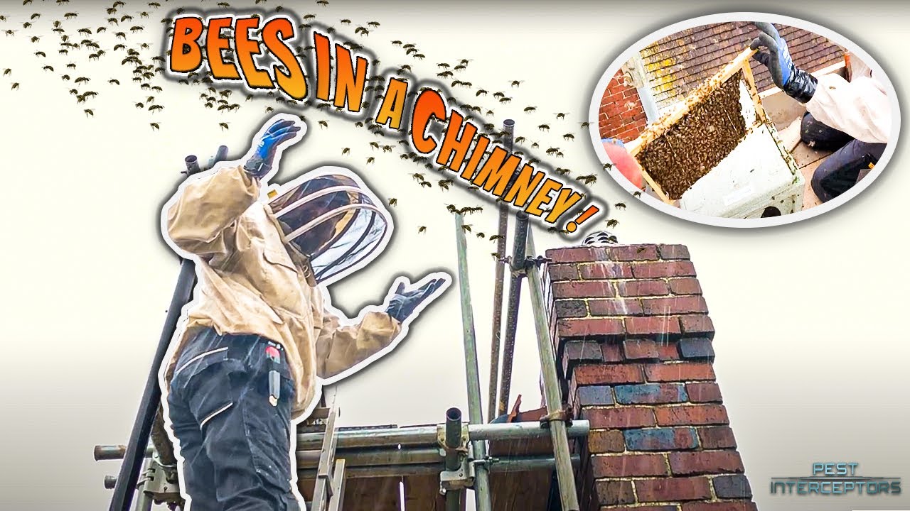 I GET STUNG IN THE EAR!!! HONEYBEES IN A CHIMNEY can be hard to remove.
