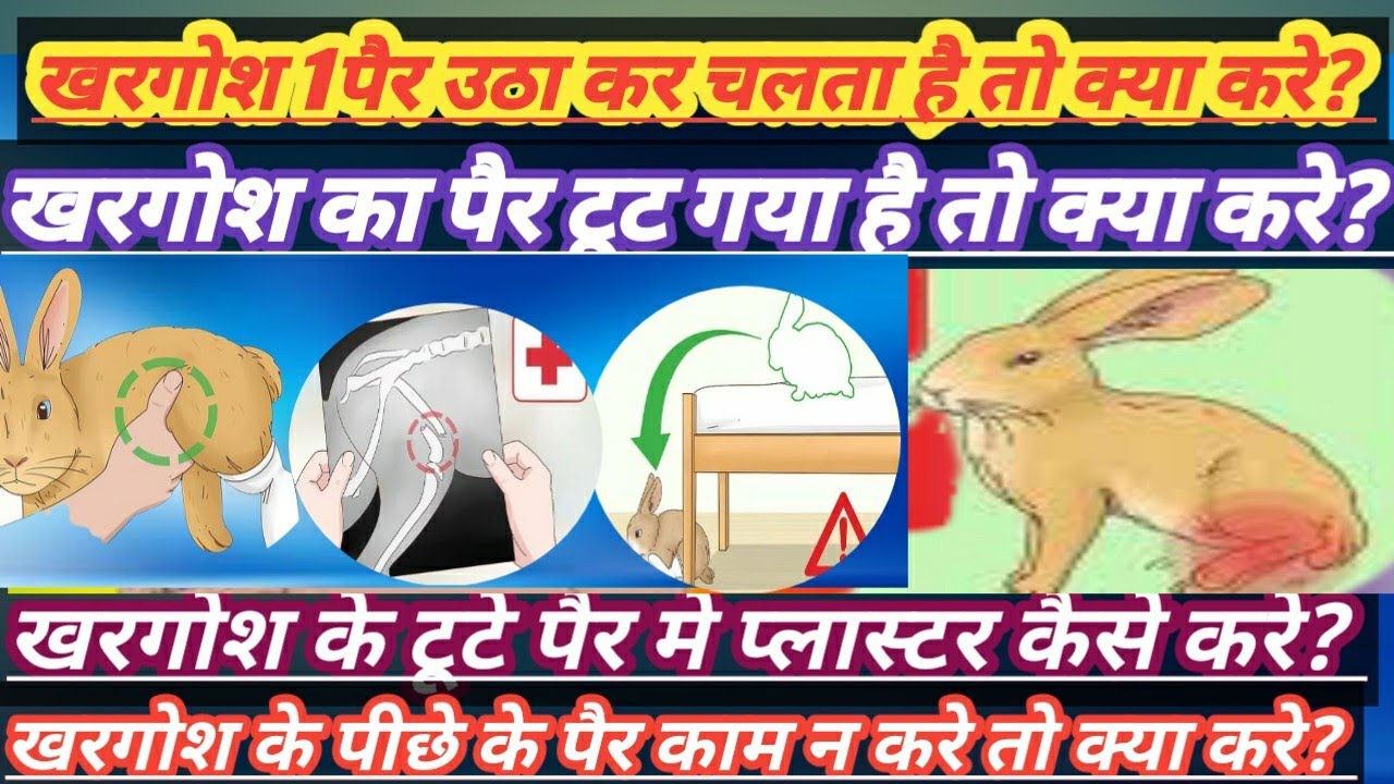 Rabbit Leg fracture treatment || khargosh ka pair tut jane par kaise kare upchaar ||