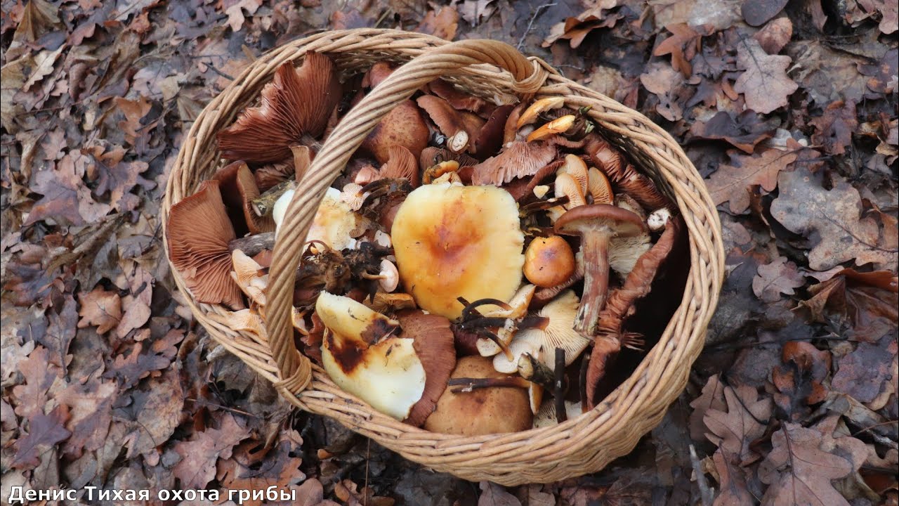 Грибное ассорти в дубраве: От фламмулины до поганок