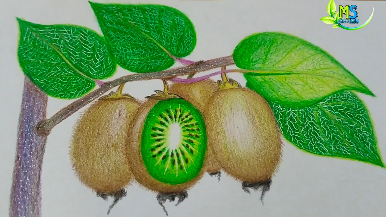 How To Draw a Realistic Kiwi fruit and Kiwi tree (step by step)