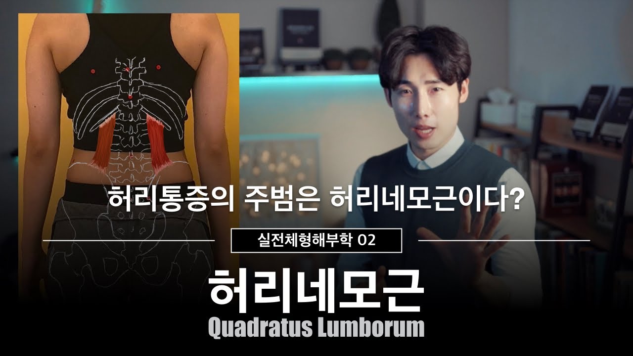 허리통증의 주범은 허리네모근이다? (실전체형해부학 02 요방형근, Quadratus Lumborum)