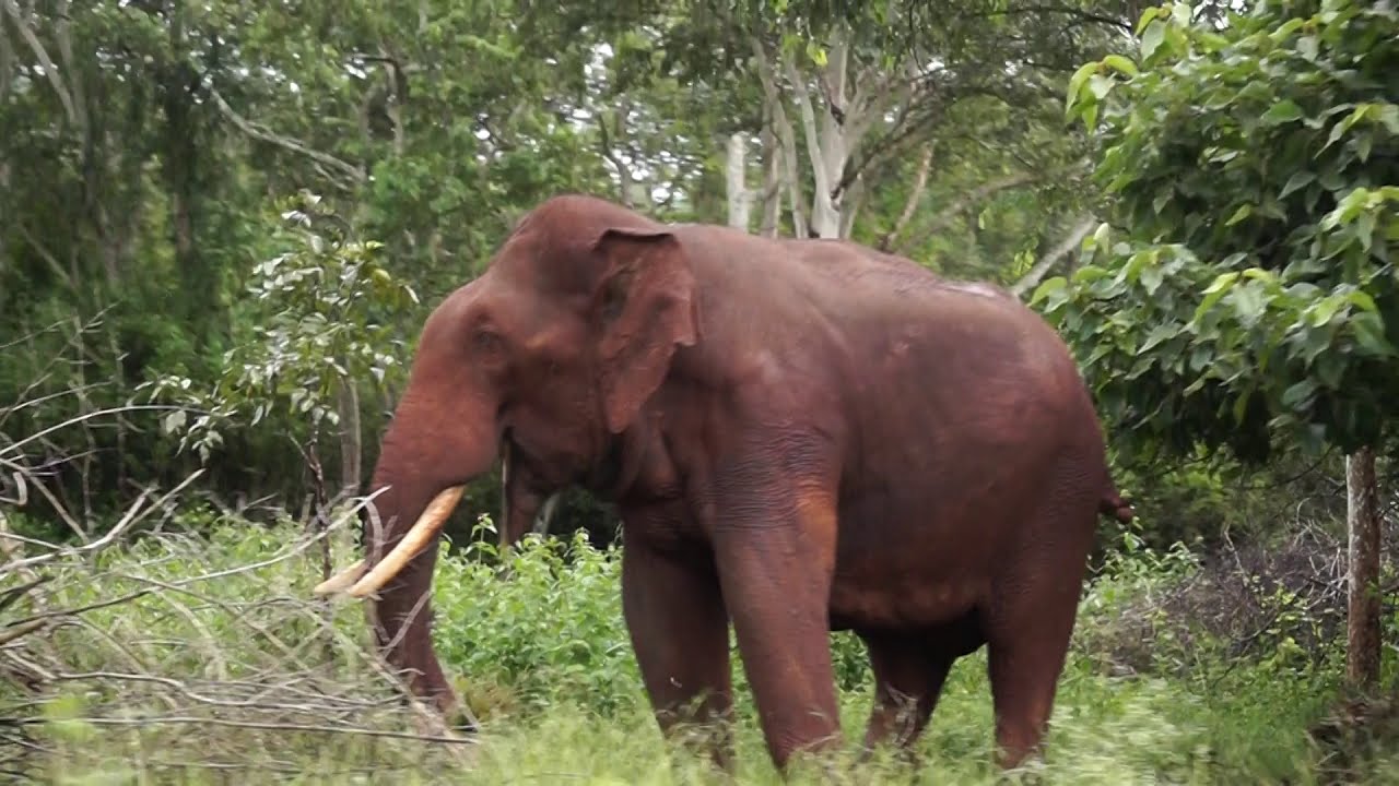 Bandipur Elephant Sightings Compilation