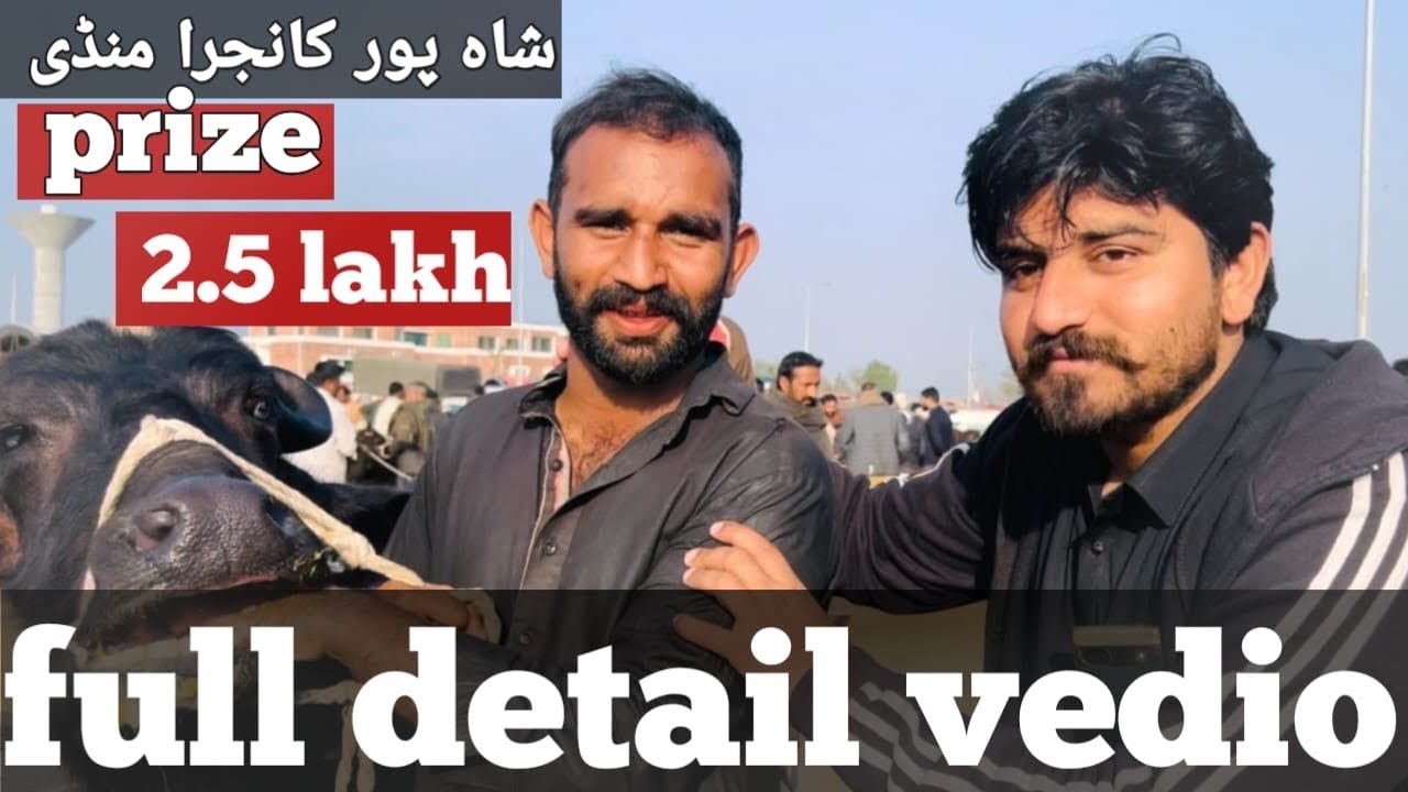 ￼شاہ پور منڈی میں جانوروں کی صورتحال جانیے 
