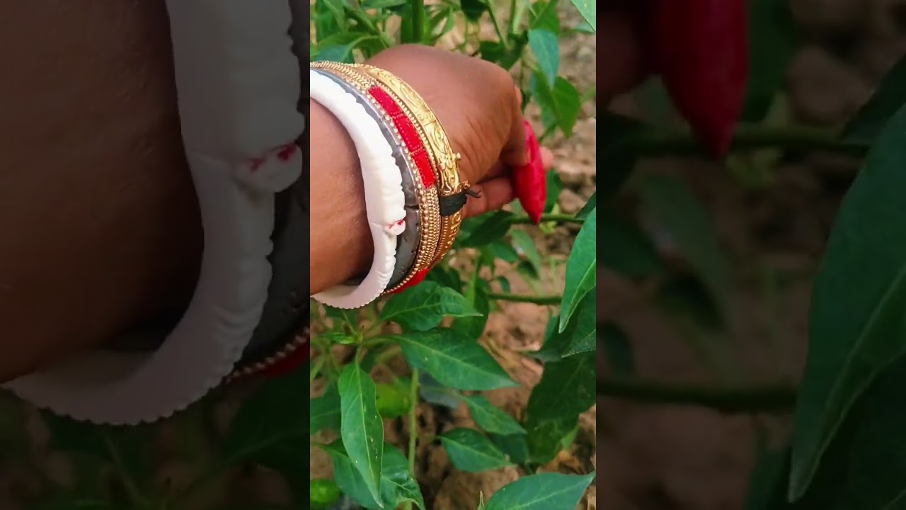 Mera mummy ke ghar mein kheti fruit and vegetable 🍆🫑🌴🥭🏡#blog#block _video