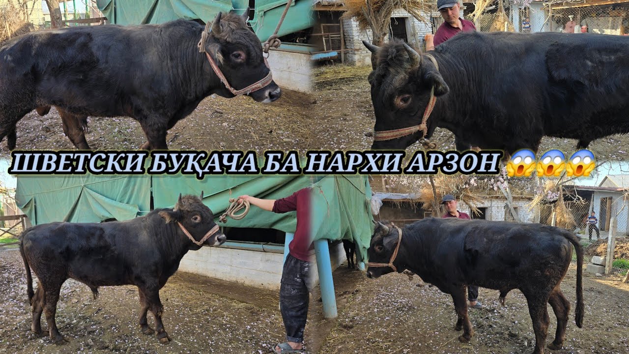 ШВЕТСКИ БУҚАЧА 2-СОЛА БО НАРХИ АРЗОН 😱😱😱😱