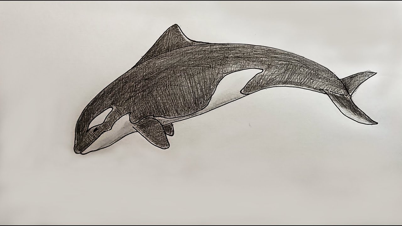 How to Draw Orca, Killer Whale | Easy Killer Whale Drawing Tutorial | Step by Step | For Beginners