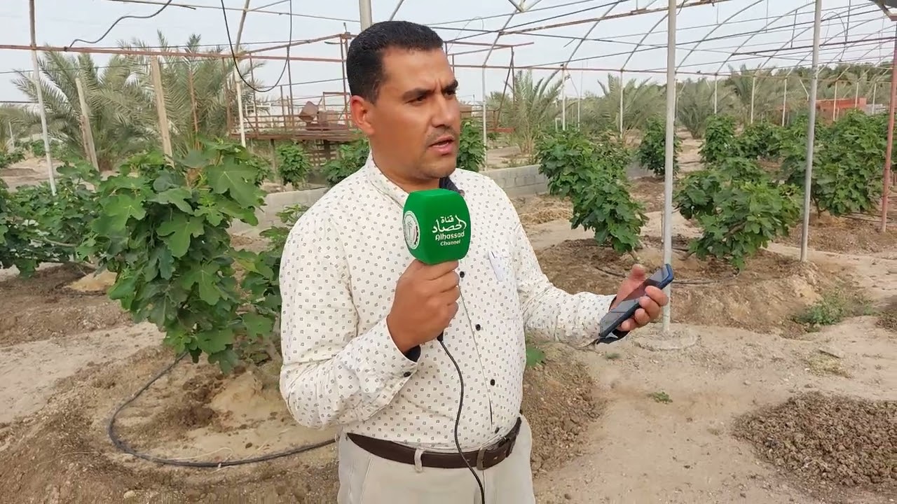كيف نجحت مزرعة المسافر في أقلمة نبات التين وزراعته حقلياً   المهندس عبد الله متولي يتحدث للحصاد