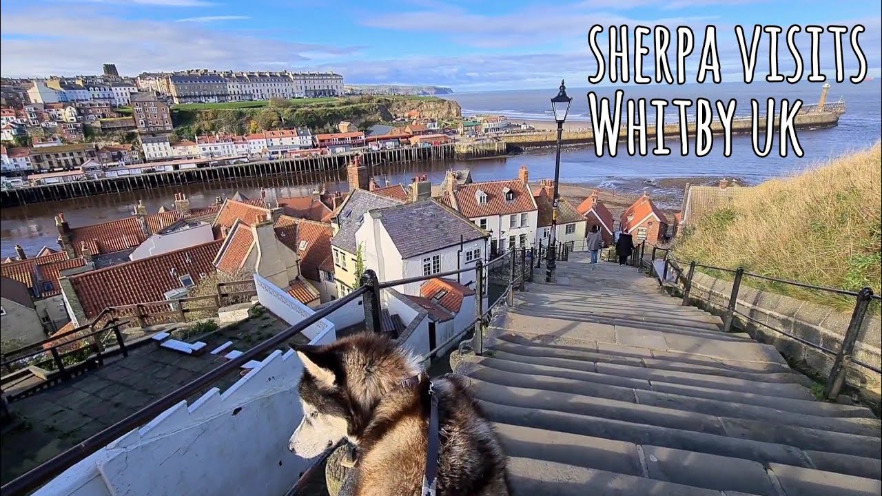 Sherpa the Husky Explores and makes friends in Whitby