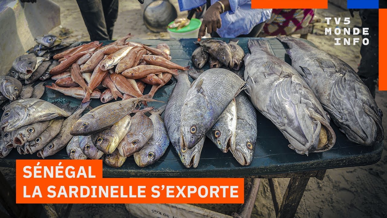 Au Sénégal, la sardinelle se fait rare