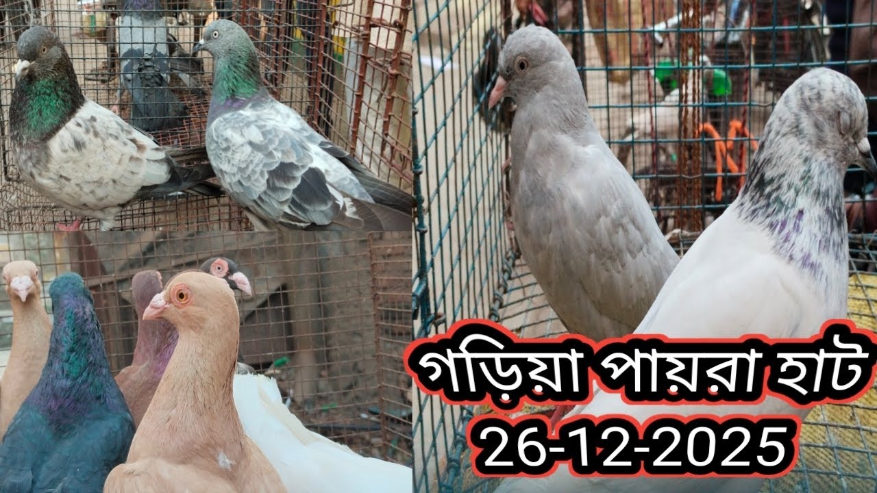 গড়িয়া পায়রা হাট বাজার দাম জানাবো। Garia Pigeon Market. Garia kabutar Hat. গড়িয়া পায়রা মার্কেট।