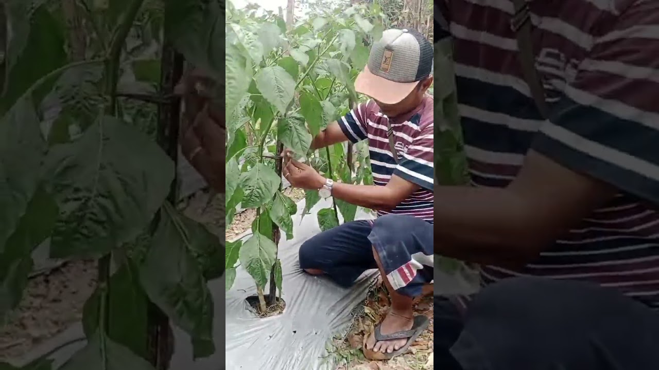 pruning cabai ori 212 