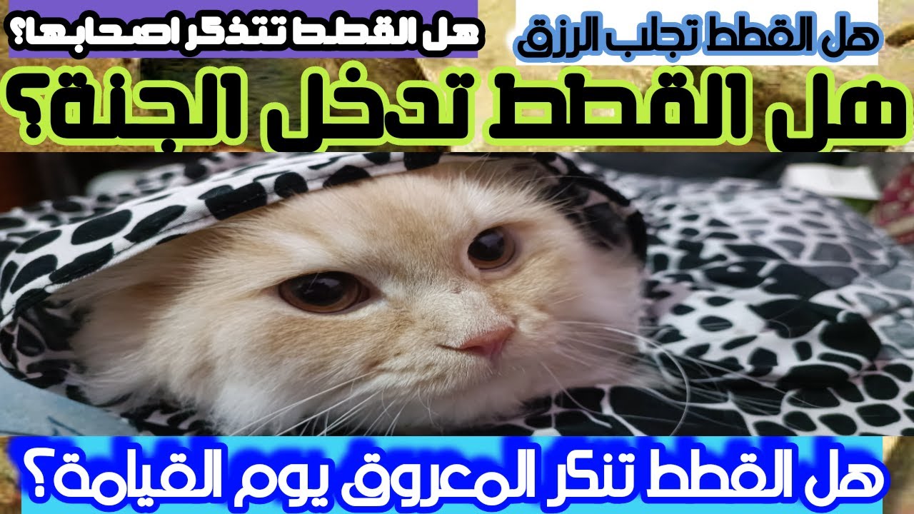 Отказывают ли кошки милость в День Воскресения? Вы забыли известных владельцев?
