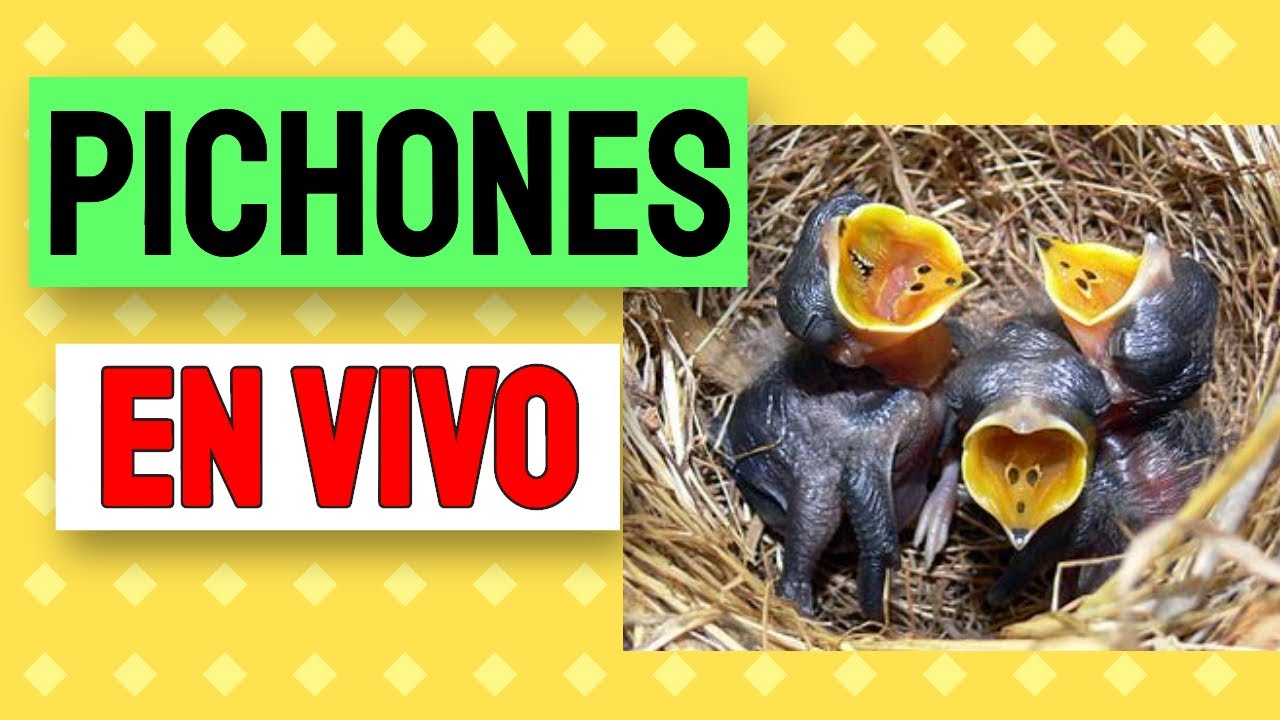 😍PÁJAROS PICHONES COMIENDO GUSANOS EN  VIVO- CAMARA EN VIVO Pichones a punto de volar 😍