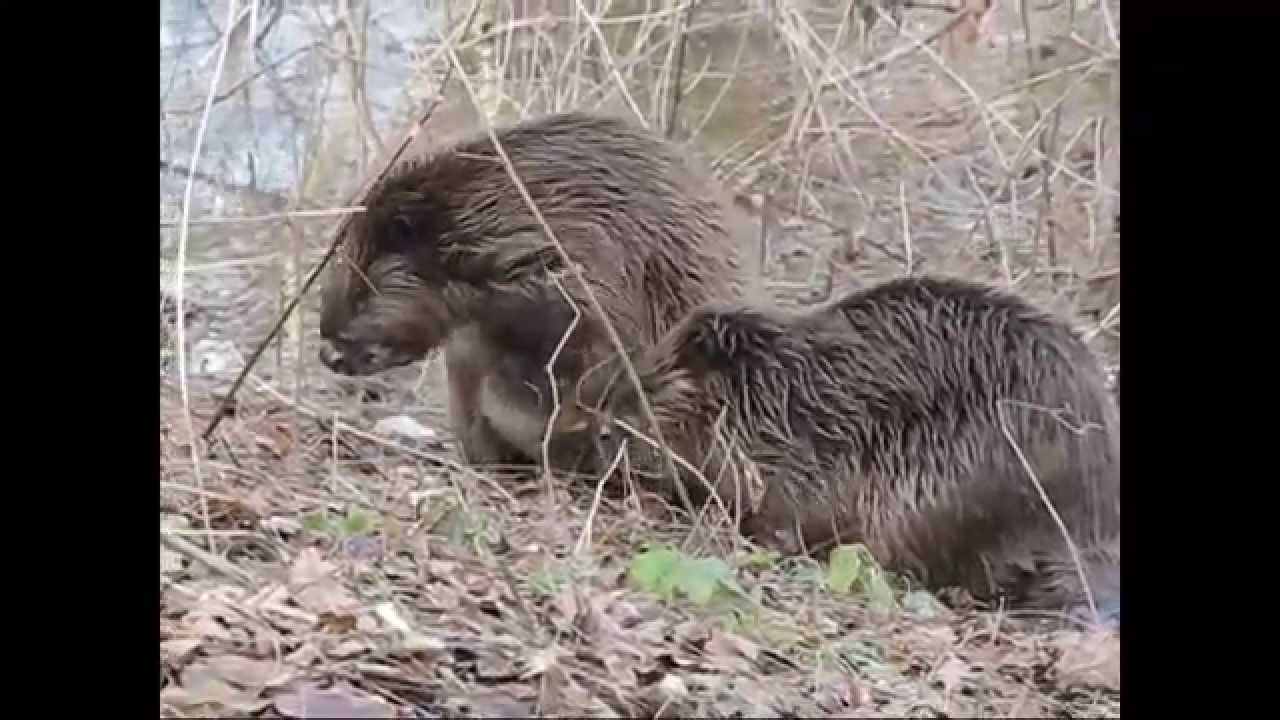 beavers mating - Biber Paarung -  (Castor fiber / Bäver / bobr / Бобр)