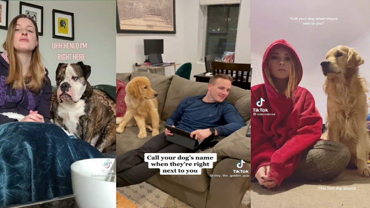 Call Your Dog's Name When They're Right Next To You TikTok Compilation