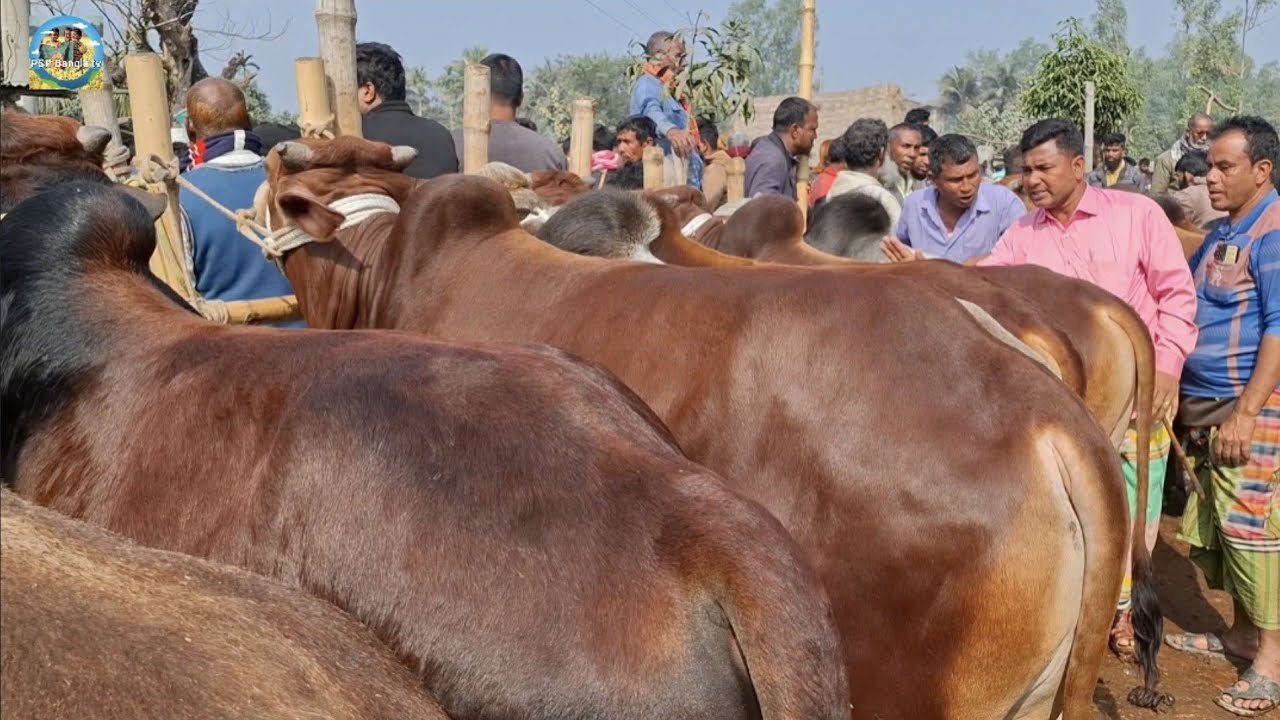 @ ৩০/১/২০২৬|| বরিশালের খামারী কেমন দামে কুরবানির ষাঁড় গরু কিনলেন আমবাড়ী হাটে??