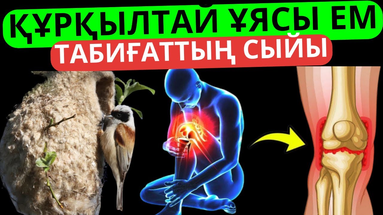 Құрқылтай ұясының пайдасы 80 ауруға ем
