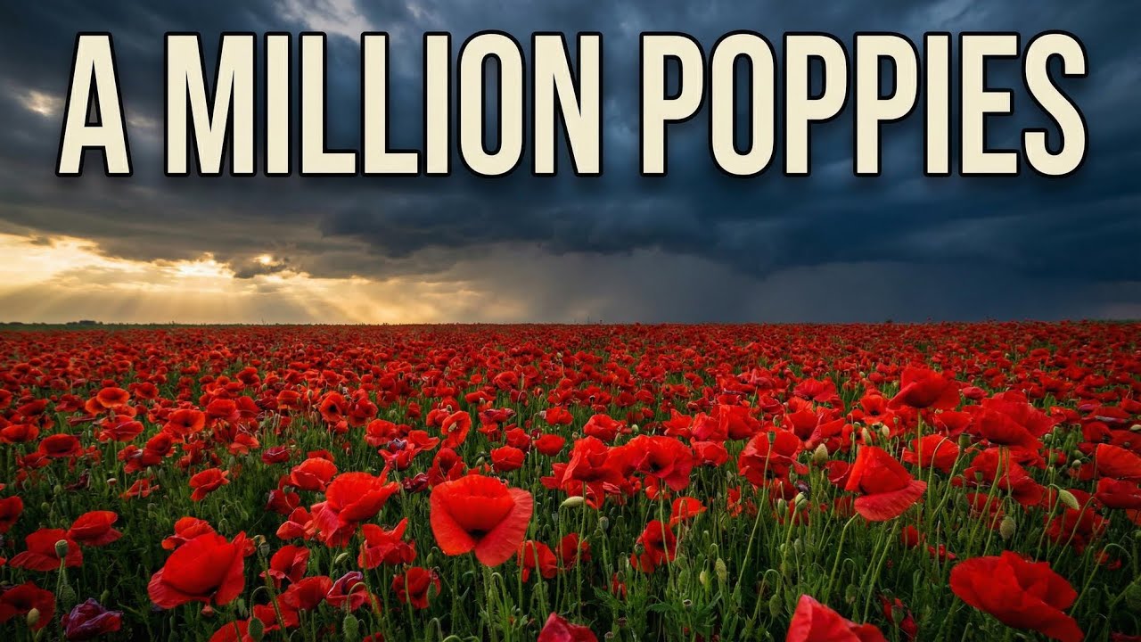 Wheatley A620 Poppy Field Spectacular