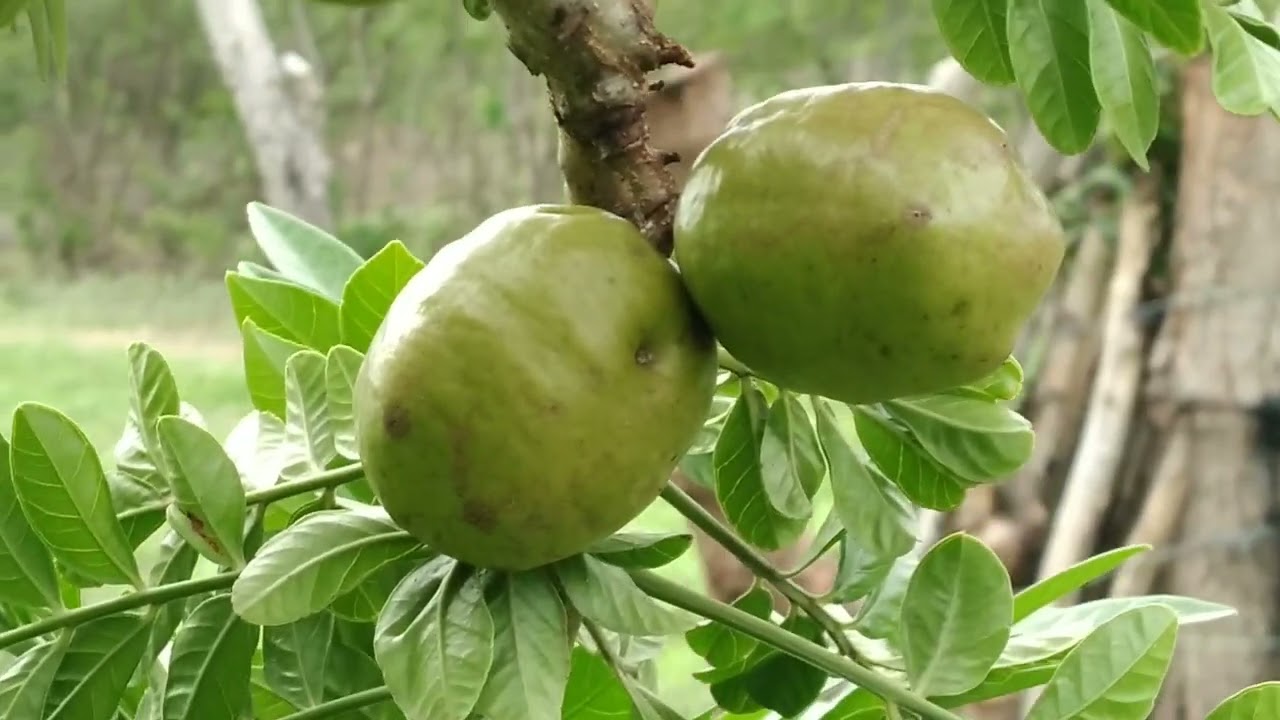 MEU PÉ DE SIRIGUELA COMEÇOU A VINGAR 
