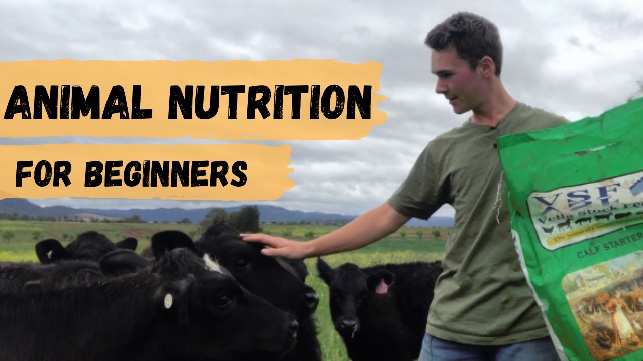 Animal Nutrition For Beginners - Energy, Protein, Fibre, Vitamins and Minerals