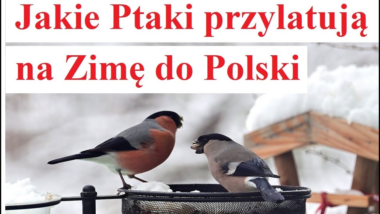 Jakie Ptaki przylatują na Zimę do Polski