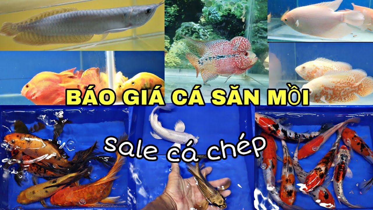 BÁO GIÁ CÁ SĂN MỒI, SALE CÁ CHÉP...