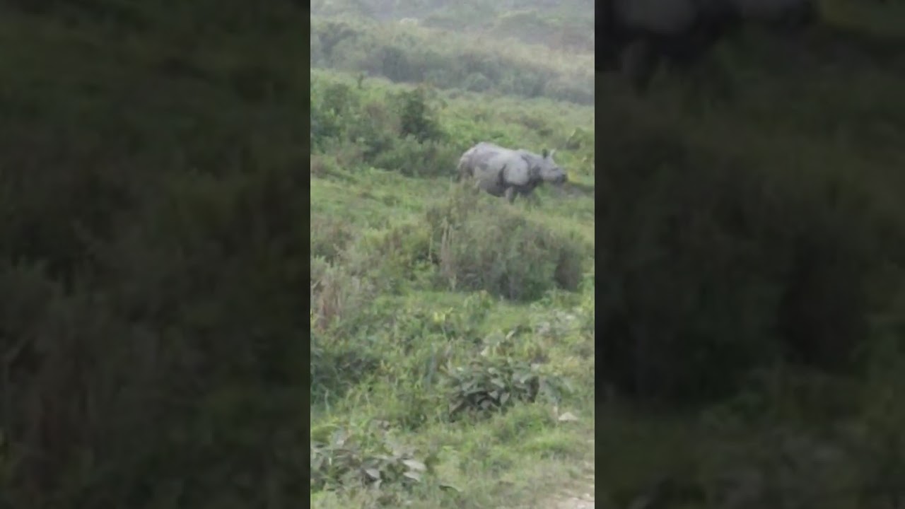 কাজিরাঙা ফরেস্ট