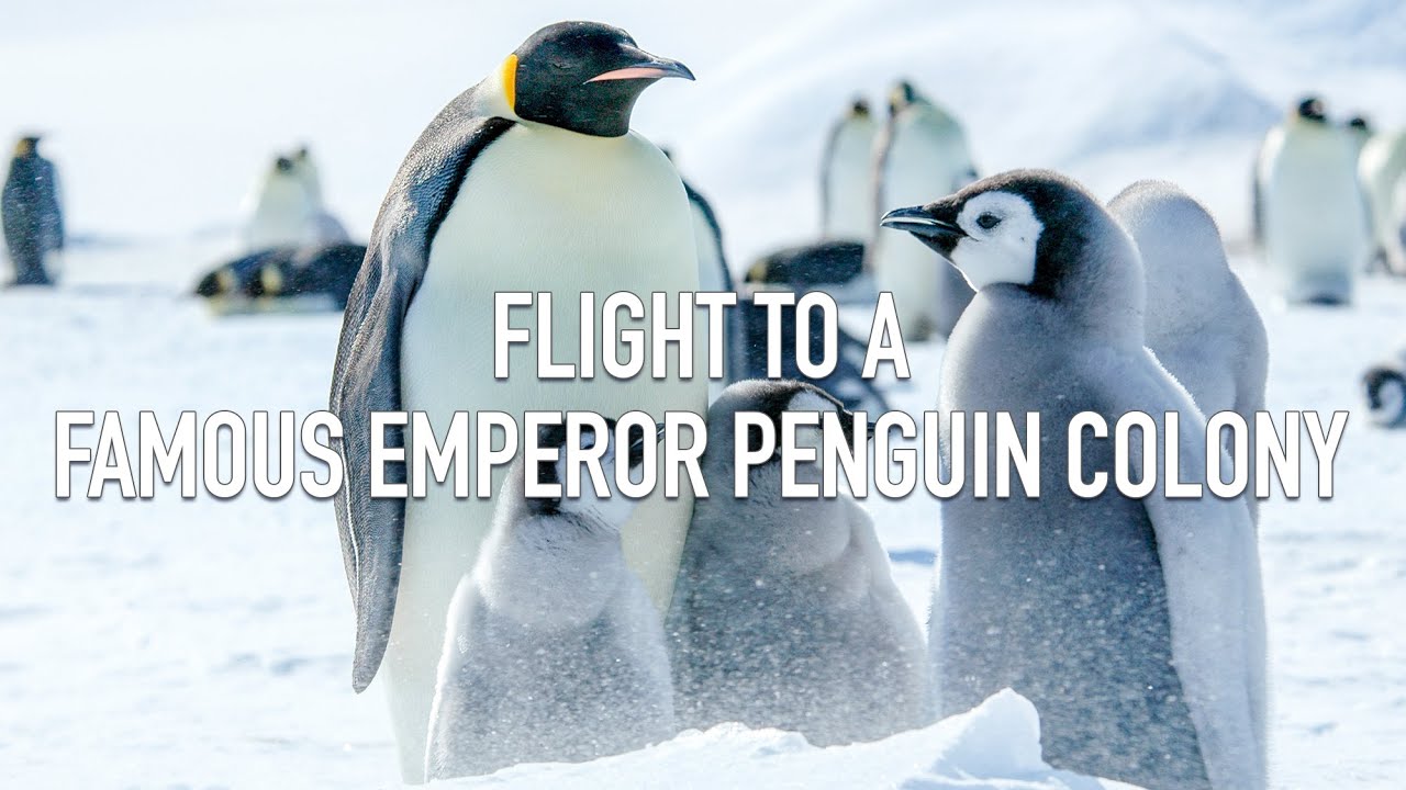 Flight to a Famous Emperor Penguin Colony