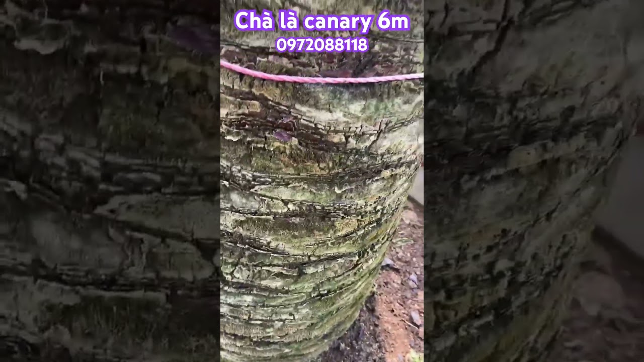 #minhthien #chalacanary #bonsai #caychala