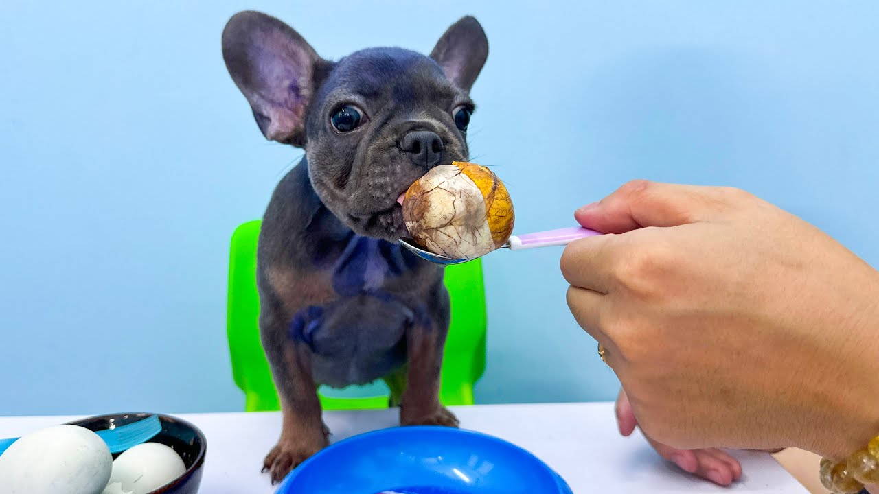 Mun dog Really Likes The World Most Horrible Food