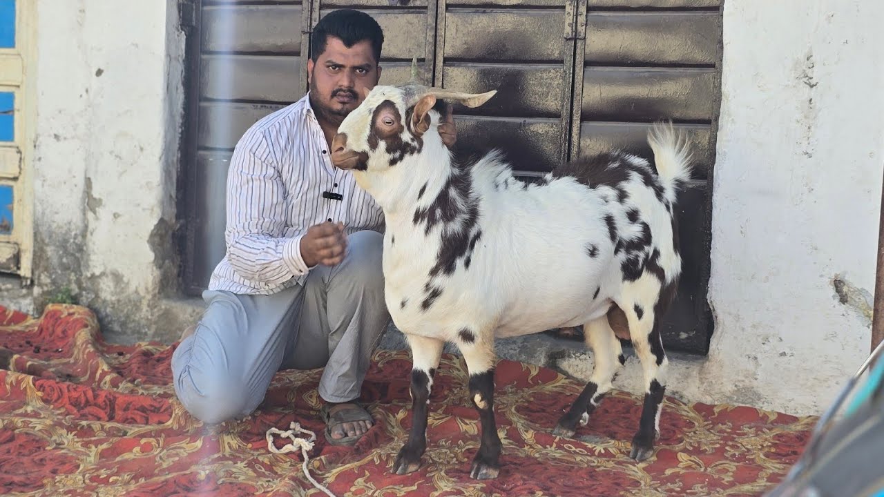 Top Quality Nasi Barbari collection of SS goat farm Aurangabad 