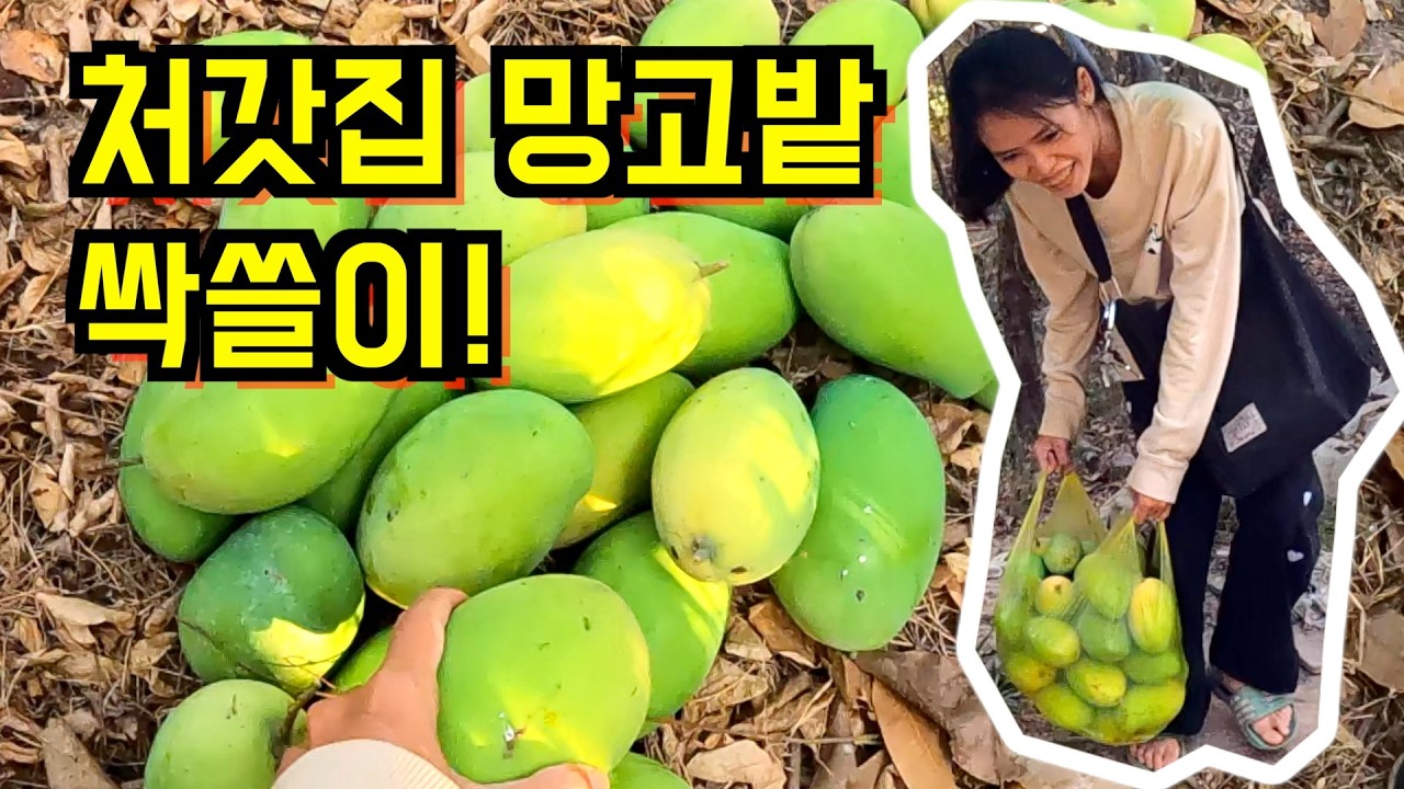 캄보디아 처갓집 망고밭을 통째로 털어왔습니다 🥭 익지도 않은 망고로 만든 아내의 로컬 밥도둑 요리