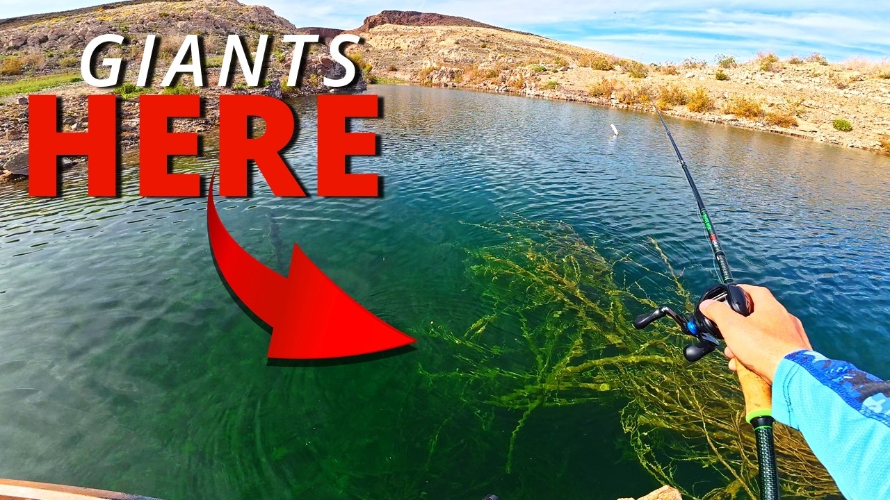 GIANT Prespawn Bass from a Kayak!  Lake Mead Temple Bar Cover Bite