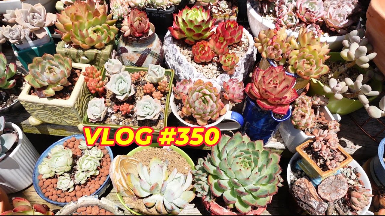 Освободите место для новых суккулентов | Видеоблог #350