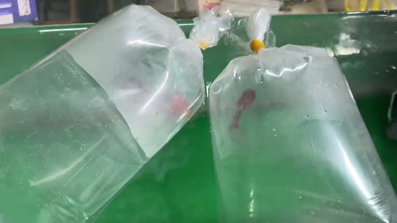 금붕어 입양 아파치 오란다 동금 오란다 봉달 