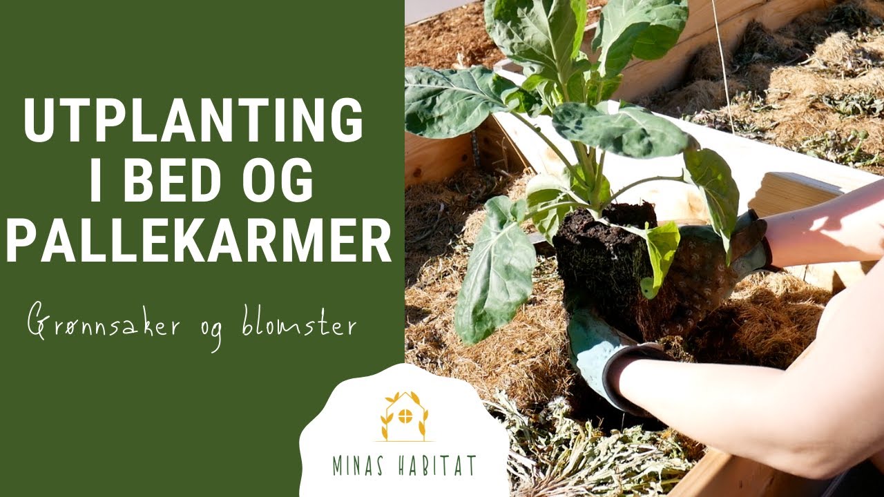 UTPLANTING I NYE BED | Grønnsaker og sommerblomster